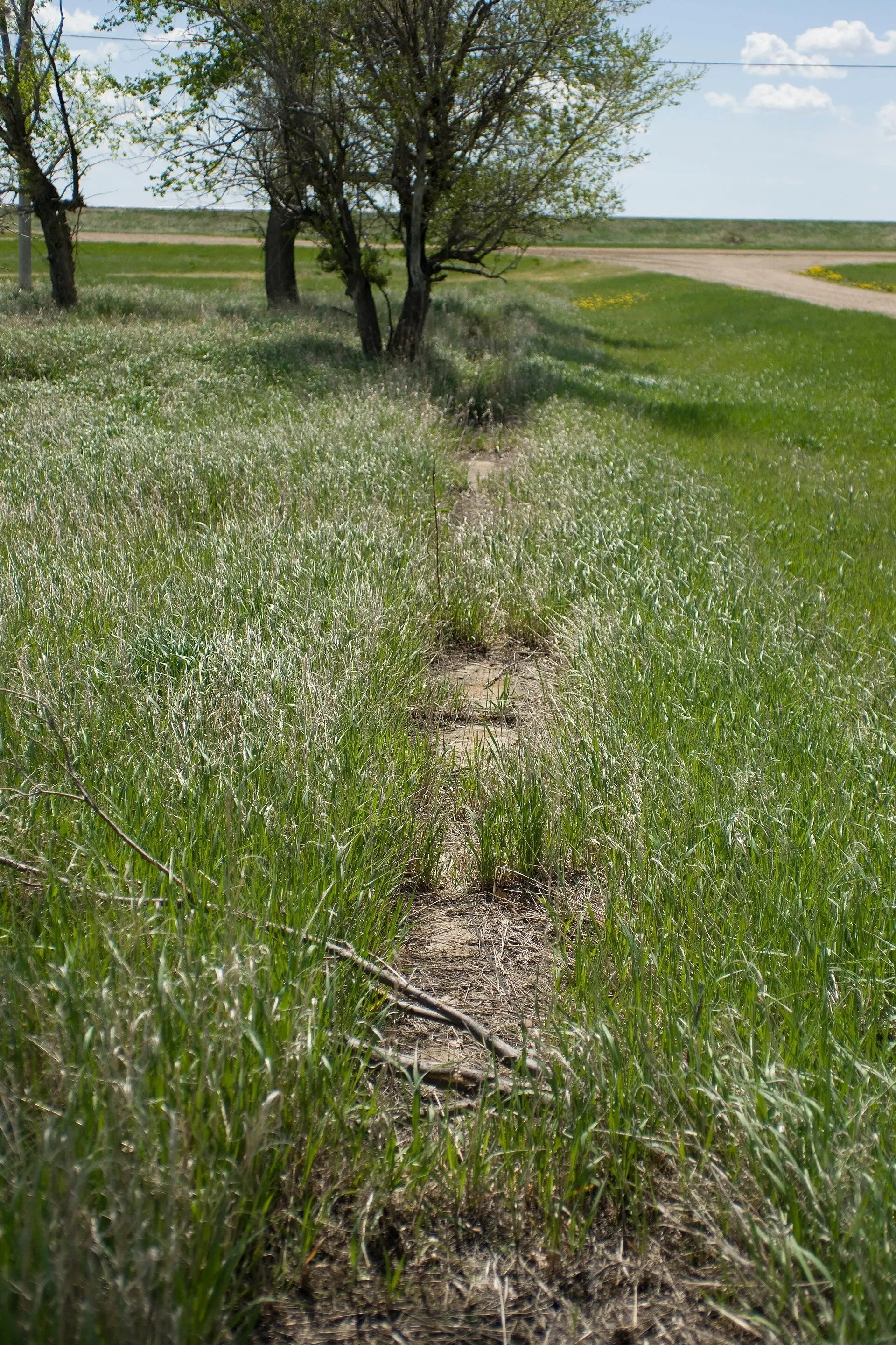 Overgrown old sidewalk remnant in the grass