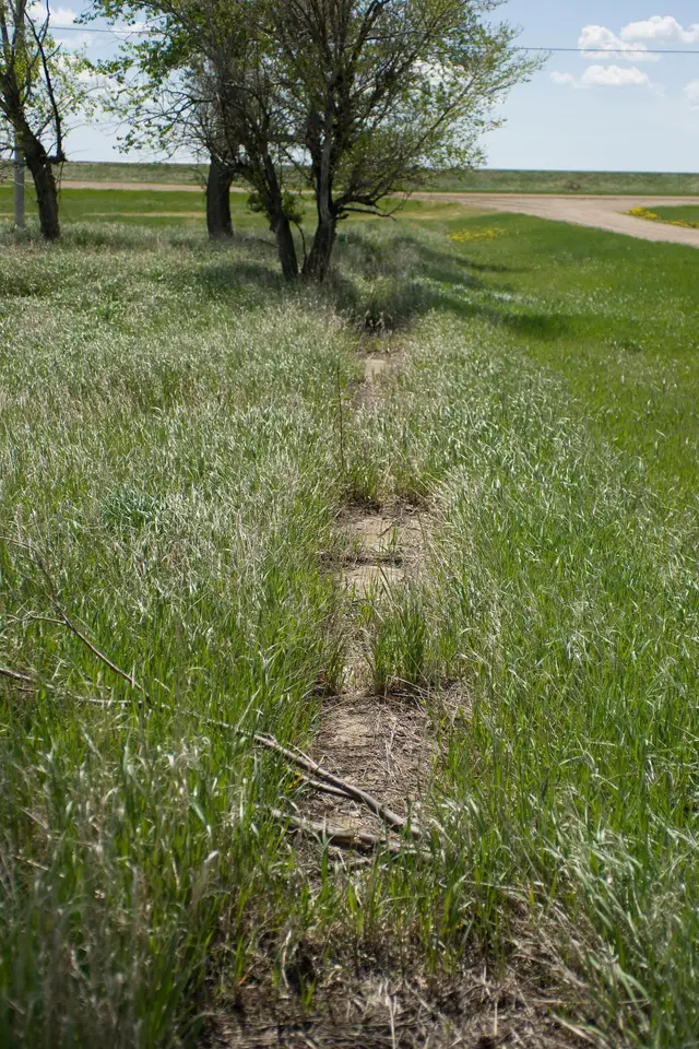 Overgrown old sidewalk remnant in the grass